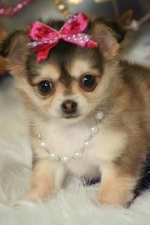 Brown CHIHUAHUA PUPPY READY FOR 120EURO