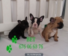 Bulldog frances, garantia por escrito - mejor precio | unprecio.es