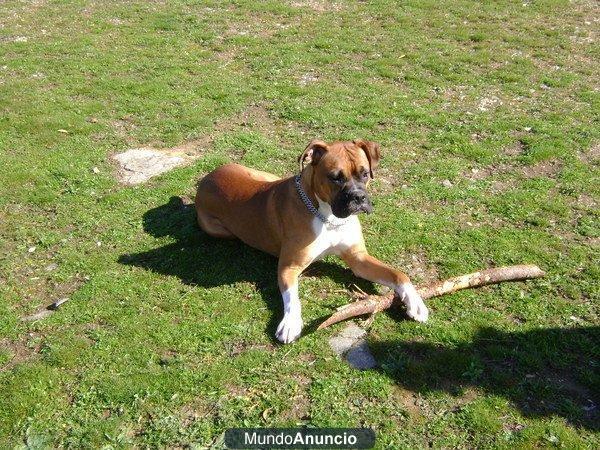 busco hembra boxer para monta