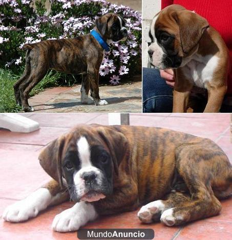 CACHORROS BOXER