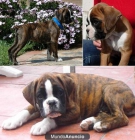 CACHORROS BOXER - mejor precio | unprecio.es