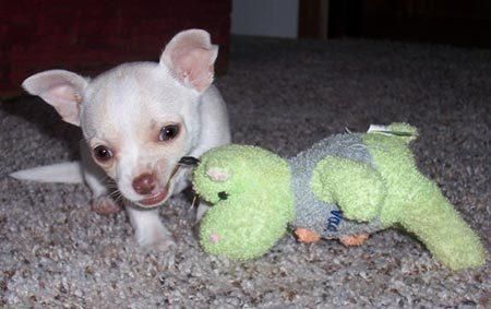 Chihuahua cachorros en venta y perros para adopción