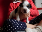 jack russell cachorros - mejor precio | unprecio.es