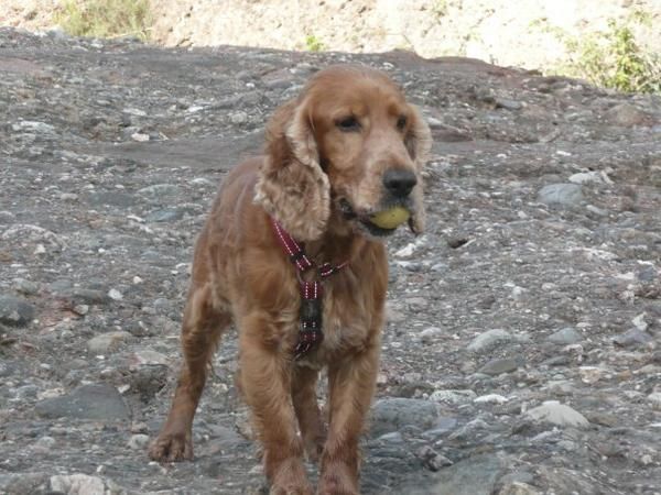 Mistu busca novia...cocker spaniel...