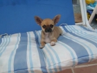 precioso chihuahua con loe de la rsce - mejor precio | unprecio.es