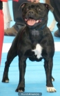 PROXIMA CAMADA STAFFORDSHIRE BULL TERRIER - mejor precio | unprecio.es