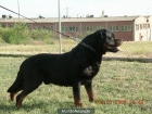 rottweiler varias camadas disponibles - mejor precio | unprecio.es