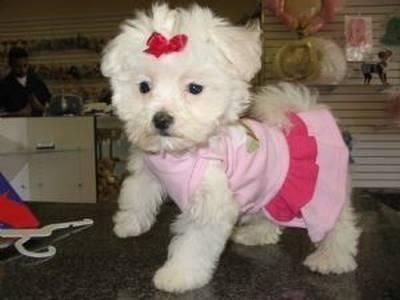 s una empresa dedicada exclusivamente a los Bichon maltes  perros de compañía