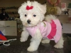 s una empresa dedicada exclusivamente a los Bichon maltes  perros de compañía - mejor precio | unprecio.es