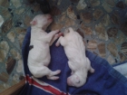 se venden bull terrier - mejor precio | unprecio.es
