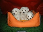 Tu oportunidad, cachorros Bichon Maltes a buen precio - mejor precio | unprecio.es