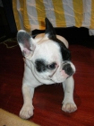vendo bulldog frances hembra - mejor precio | unprecio.es