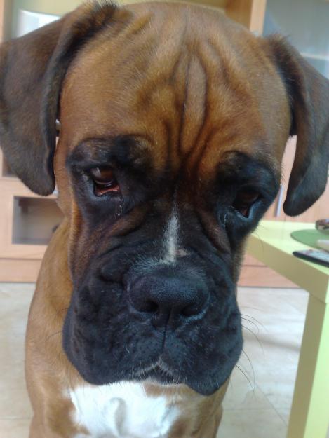 busco hembra boxer para montas