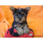 cachorro Yorkie adorable para adopción - mejor precio | unprecio.es