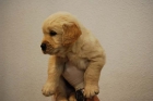 cachorros de golden retriever en venta para entregar - mejor precio | unprecio.es