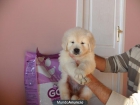 Camadita de calidad de golden retriever - mejor precio | unprecio.es