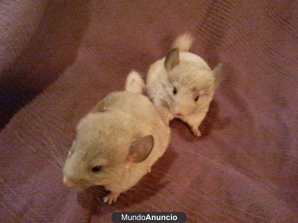 Chinchillas mosaico macho y hembra