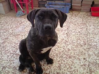 kambio cachorra de presa canario por cachorra de dogo argentino