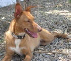 LIA, podenca 12 meses, cariñosa, rescatada de la perrera. ZARAGOZA - mejor precio | unprecio.es