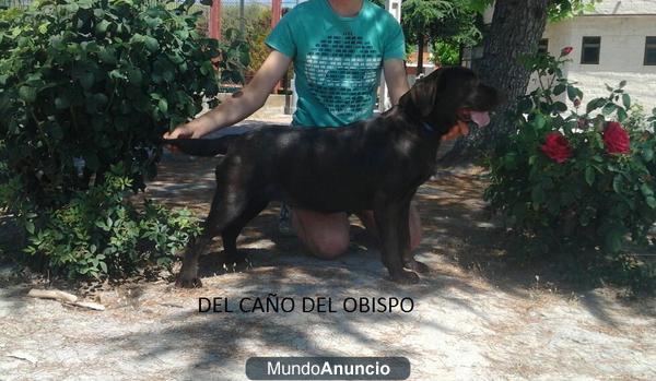 los mejores labradores chocolates