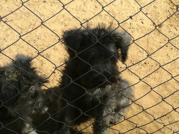 se vende schnauzer miniatura