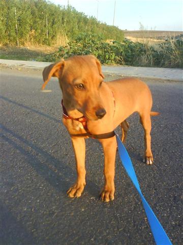 WILLY, precioso cachorrito color chocolate de 5 meses busca adoptantes.CÓRDOBA.