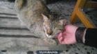Cariñosa gatita mezcla de bengalí - mejor precio | unprecio.es