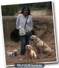 Guardería canina Huellitas - mejor precio | unprecio.es