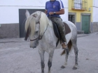 Caballo Hipanoárabe - mejor precio | unprecio.es