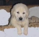 CACHORROS DE GOLDEN RETRIEVER, PRECIOSOS 350 EUROS - mejor precio | unprecio.es