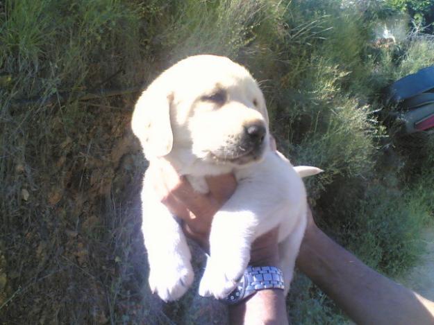 cachorros LABRADOR RETRIEVER con PEDIGREE