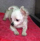 chiuahua pelo largo - mejor precio | unprecio.es
