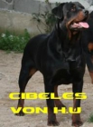 excelentes rottweilers - mejor precio | unprecio.es