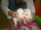 Impresionantes Cachorros Bull Terrier - mejor precio | unprecio.es