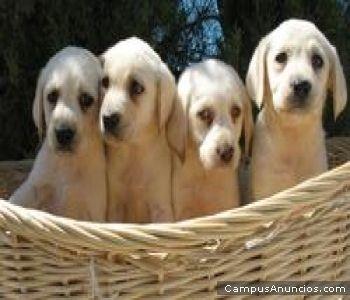 LABRADORES DORADOS