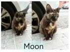 Moon, gatita carey en la calle, acogida urgente - mejor precio | unprecio.es