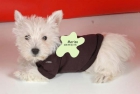 Preciosos West Higland ¡Tu cachorro! - mejor precio | unprecio.es
