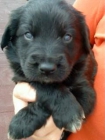 REGALO CACHORRO - mejor precio | unprecio.es