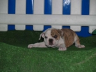 Se vende camada de Bulldog Ingles - mejor precio | unprecio.es