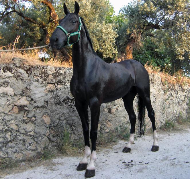 Se vende jaca cuatralba