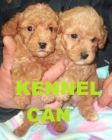 Pequeños y preciosos cachorros de caniche - mejor precio | unprecio.es