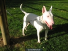 BULLTERRIER - mejor precio | unprecio.es