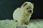 Cachorritos de chow chow , excelente genetica - mejor precio | unprecio.es