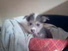 Cachorro raza crestado chino sin pelo - mejor precio | unprecio.es