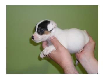 cachorros JACK RUSSELL con PEDIGREE