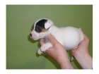 cachorros JACK RUSSELL con PEDIGREE - mejor precio | unprecio.es