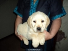 labrador dorado y chocolate - mejor precio | unprecio.es