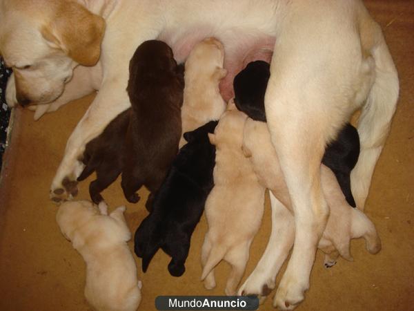 Labradores crmas, negros y chocolates