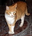 Raymon, gato rubio de 3 años, esterilizado busca hogar - mejor precio | unprecio.es