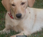 Regalo perrita de 8 meses - mejor precio | unprecio.es